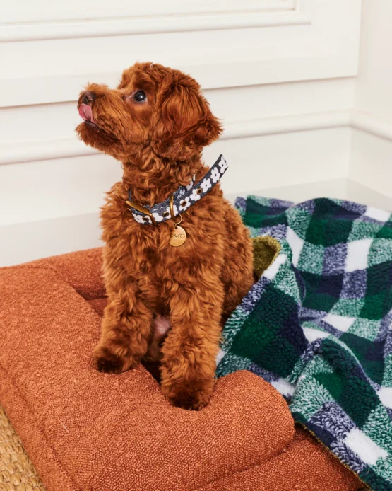 kip & co - Flower Face Dog Collar - Image 2